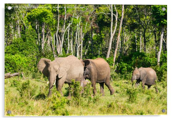 Elephant family browsing Acrylic by Howard Kennedy