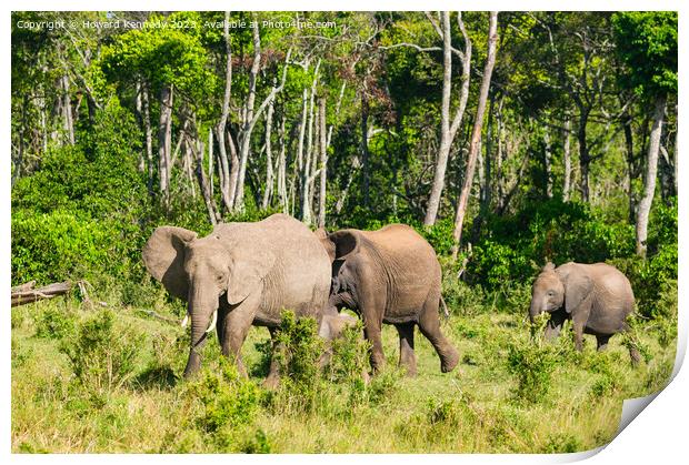 Elephant family browsing Print by Howard Kennedy