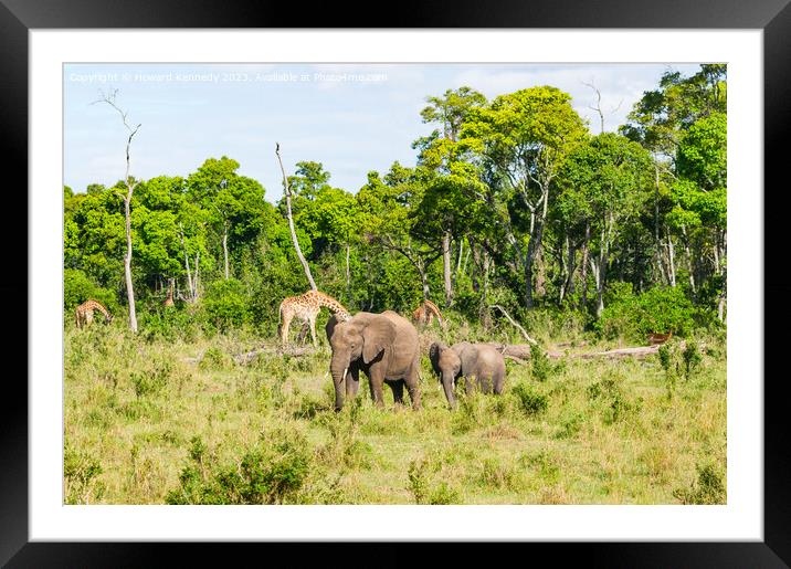 Elephant family browsing with Giraffe and Impala in the background Framed Mounted Print by Howard Kennedy