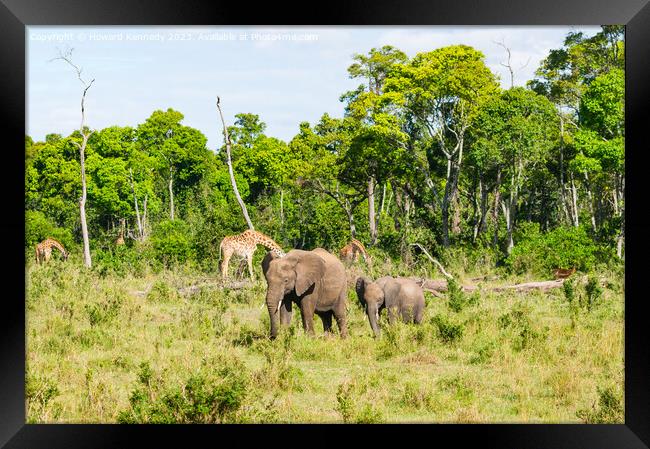 Elephant family browsing with Giraffe and Impala in the background Framed Print by Howard Kennedy