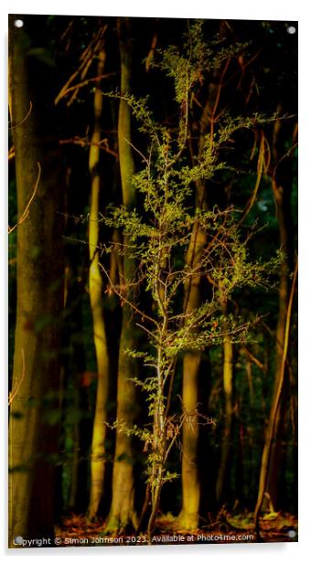 Sunlit tree Acrylic by Simon Johnson