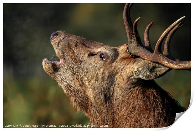 Red Deer Stag Portrait  Print by Janet Marsh  Photography