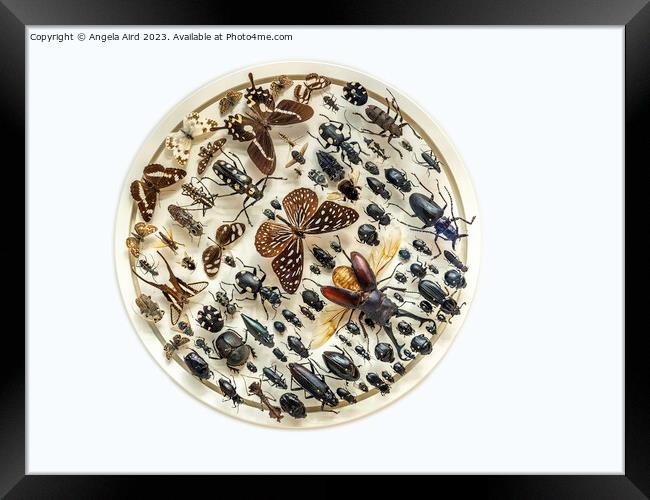 Bugs Framed Print by Angela Aird