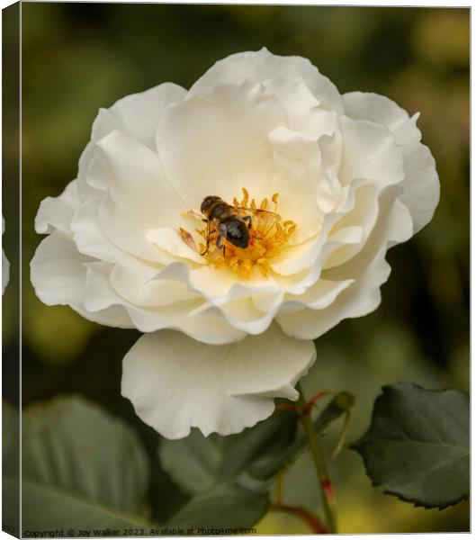 A single rose with a bee feeding on nectar Canvas Print by Joy Walker