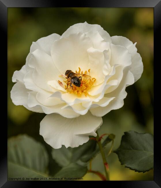 A single rose with a bee feeding on nectar Framed Print by Joy Walker