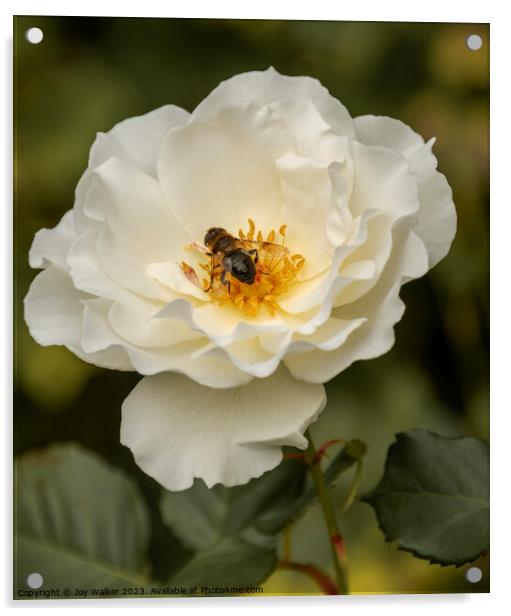 A single rose with a bee feeding on nectar Acrylic by Joy Walker