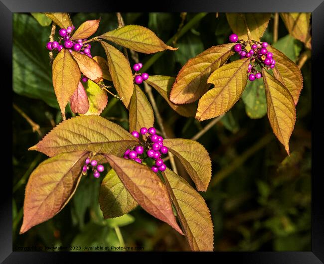 Purple berries on a Callicarpa bush Framed Print by Joy Walker