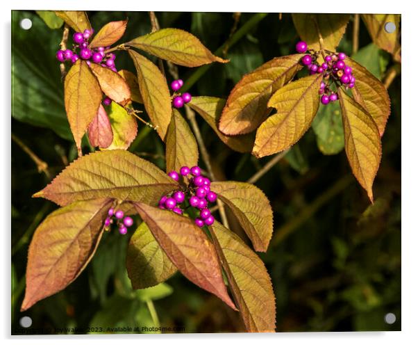 Purple berries on a Callicarpa bush Acrylic by Joy Walker