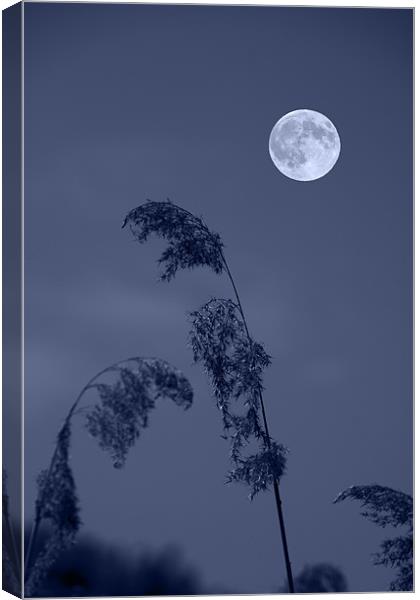 Blue Full moon Canvas Print by David French