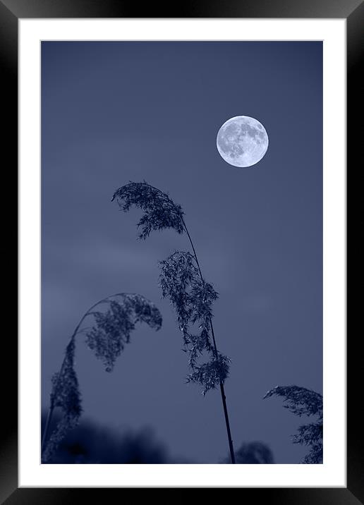 Blue Full moon Framed Mounted Print by David French
