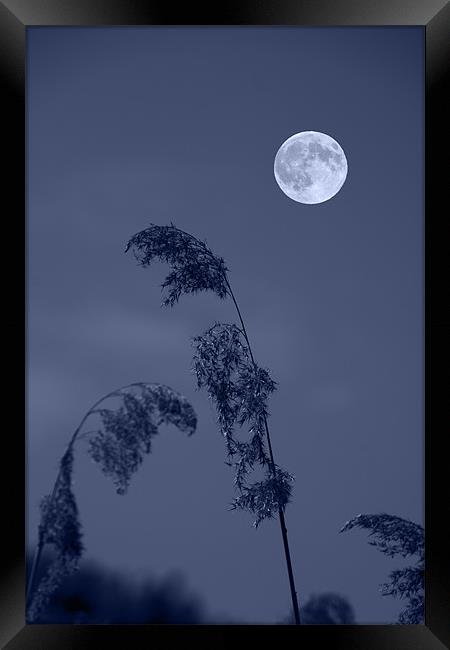 Blue Full moon Framed Print by David French