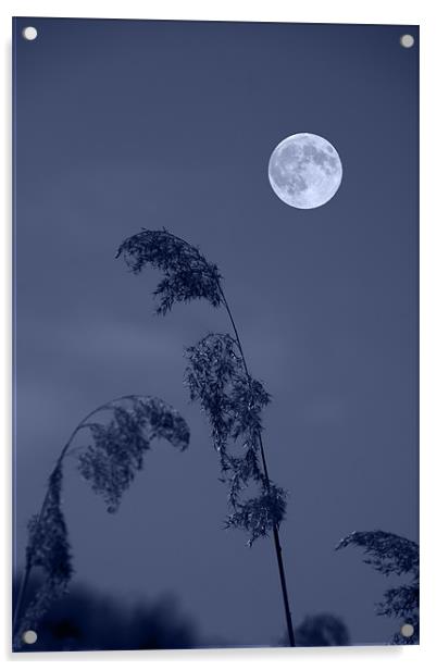 Blue Full moon Acrylic by David French