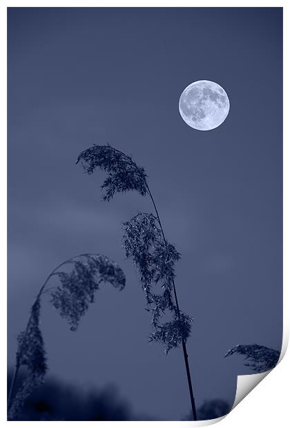 Blue Full moon Print by David French