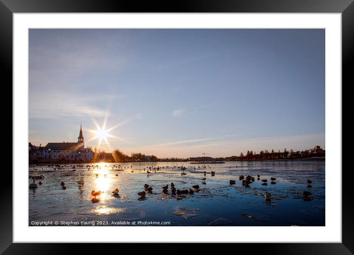 Winter Serenity: Ducks on Reykjavik's City Pond Framed Mounted Print by Stephen Young