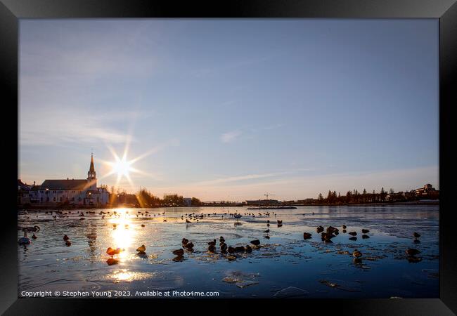 Winter Serenity: Ducks on Reykjavik's City Pond Framed Print by Stephen Young
