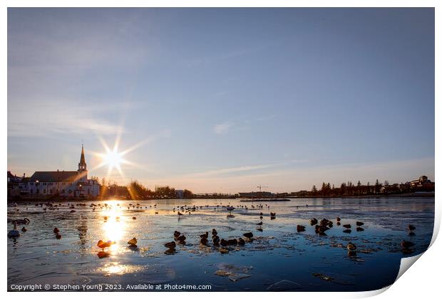 Winter Serenity: Ducks on Reykjavik's City Pond Print by Stephen Young