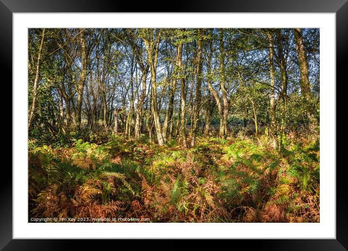 Autumn Ferns in the Woods Framed Mounted Print by Jim Key