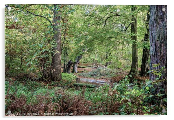 Norfolk woodland Acrylic by Jim Key