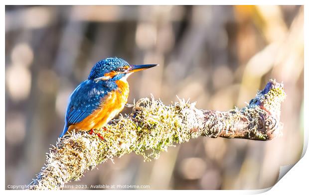 Kingfisher on its perch  Print by Stephen Jenkins