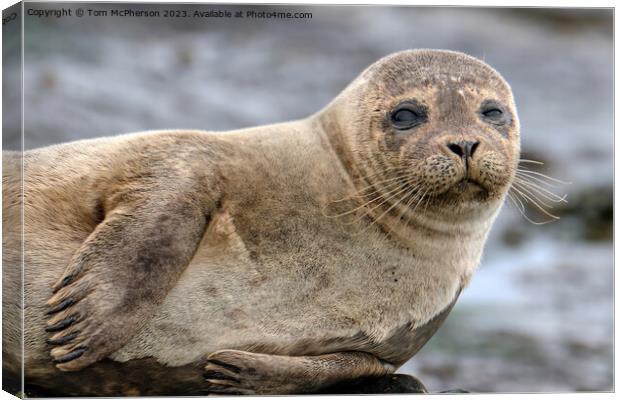 A close up of a Common Seal Canvas Print by Tom McPherson