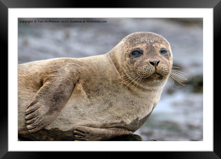 A close up of a Common Seal Framed Mounted Print by Tom McPherson