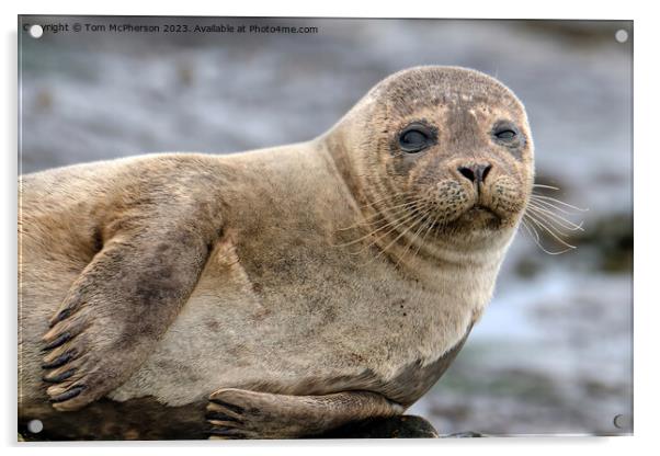 A close up of a Common Seal Acrylic by Tom McPherson