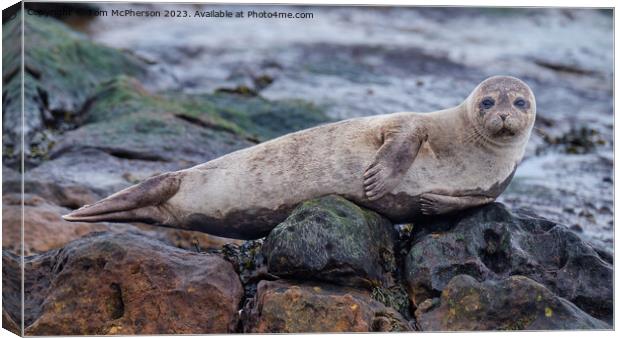 Common Seal Pup Canvas Print by Tom McPherson