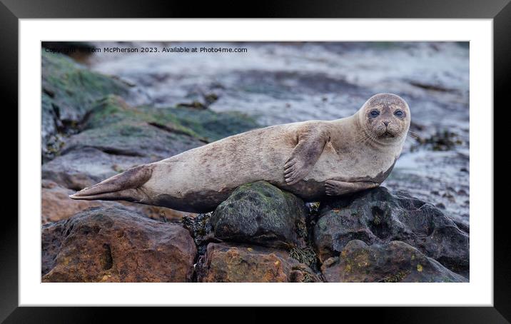 Common Seal Pup Framed Mounted Print by Tom McPherson