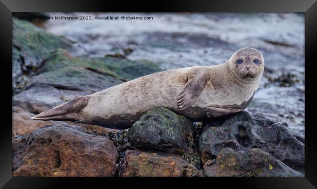 Common Seal Pup Framed Print by Tom McPherson