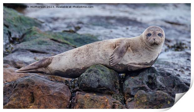 Common Seal Pup Print by Tom McPherson