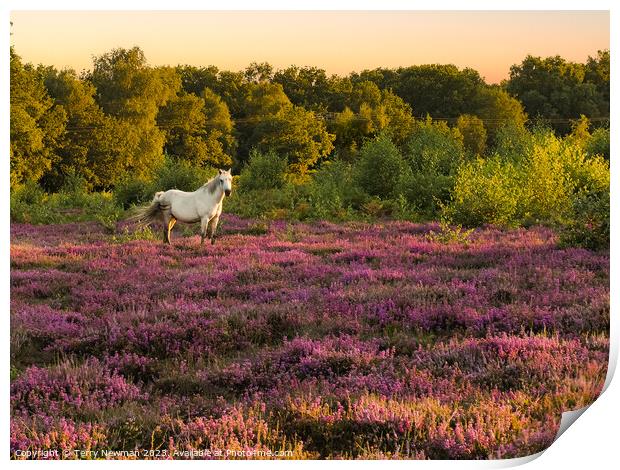 Dartmoor Pony Staring from Afar Print by Terry Newman