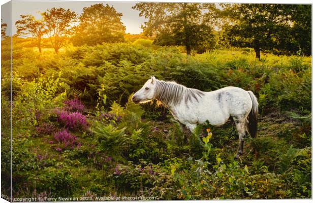 Dartmoor Pony on a Heathland Canvas Print by Terry Newman