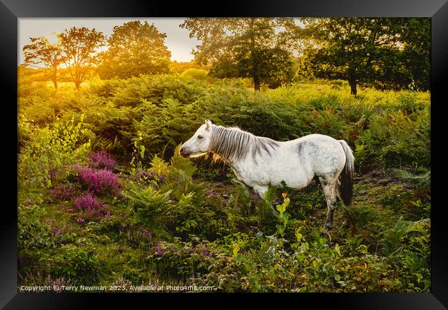Dartmoor Pony on a Heathland Framed Print by Terry Newman