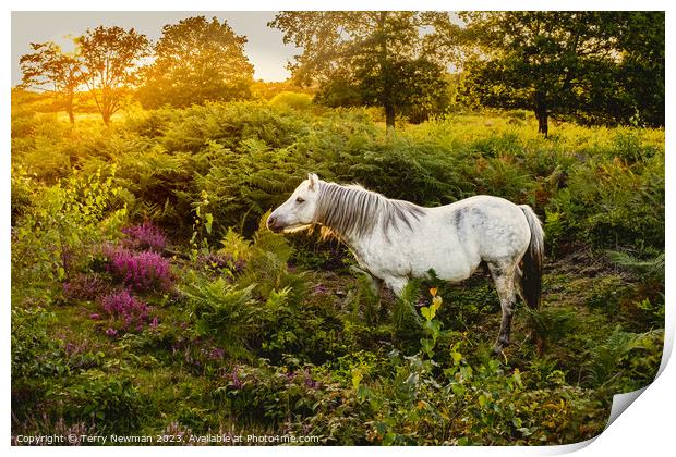 Dartmoor Pony on a Heathland Print by Terry Newman