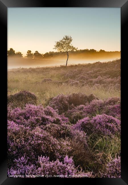 Sunrise Heather  Framed Print by Terry Newman