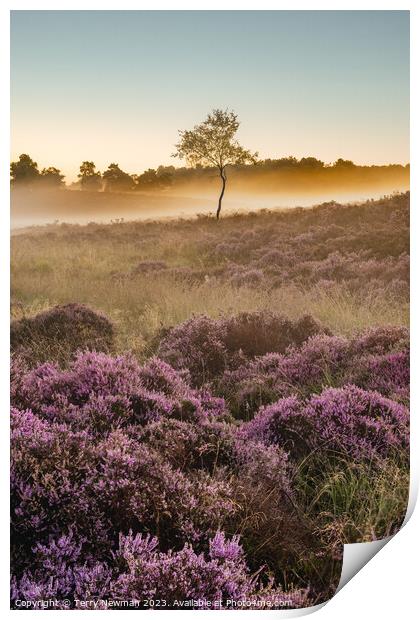 Sunrise Heather  Print by Terry Newman