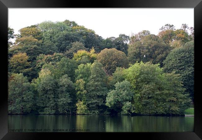 Autumn trees Framed Print by Helen Reid