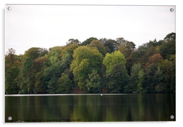 Autumn trees Acrylic by Helen Reid