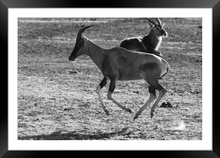 Flying Topi in black and white Framed Mounted Print by Howard Kennedy