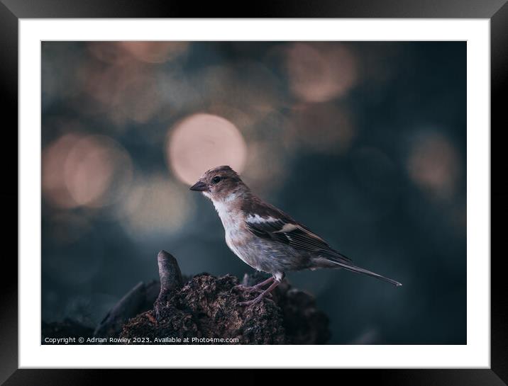 Chaffinch & bokeh Framed Mounted Print by Adrian Rowley