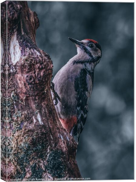 Juvenile Great Spotted Woodpecker Canvas Print by Adrian Rowley