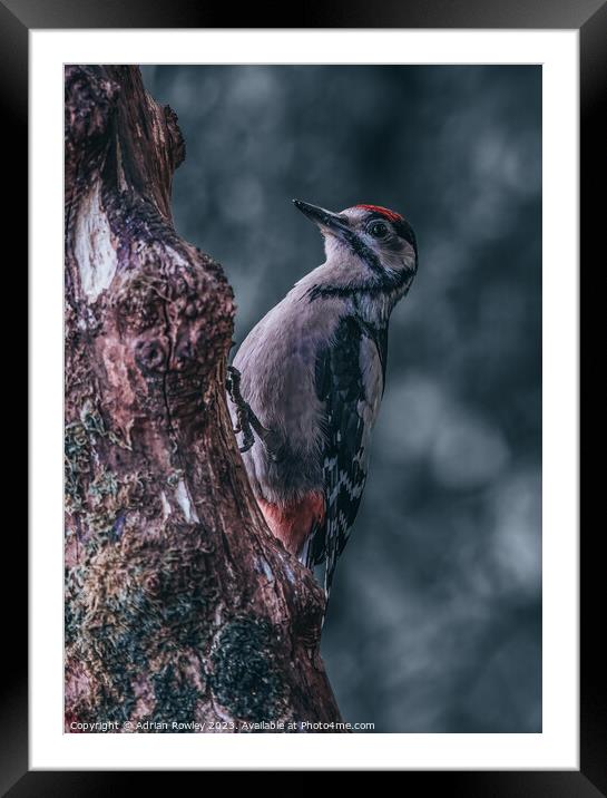 Juvenile Great Spotted Woodpecker Framed Mounted Print by Adrian Rowley