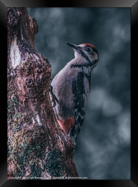 Juvenile Great Spotted Woodpecker Framed Print by Adrian Rowley