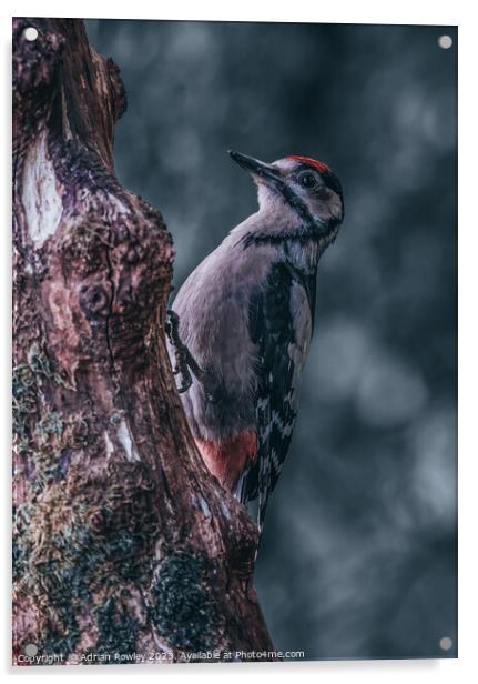 Juvenile Great Spotted Woodpecker Acrylic by Adrian Rowley
