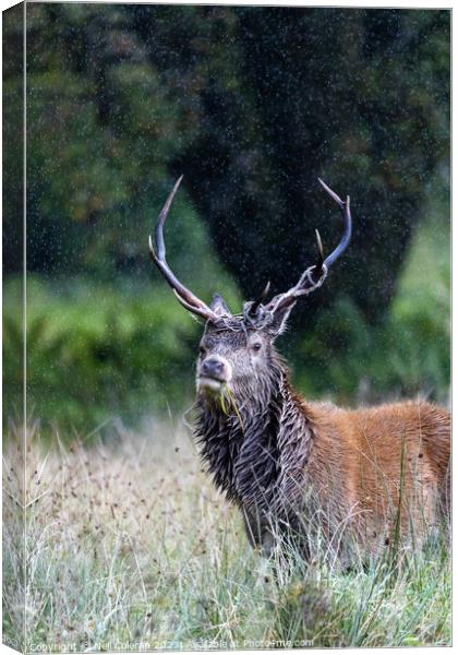 A deer standing in tall grass Canvas Print by Neil Coleran