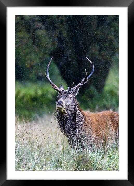 A deer standing in tall grass Framed Mounted Print by Neil Coleran
