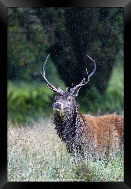 A deer standing in tall grass Framed Print by Neil Coleran