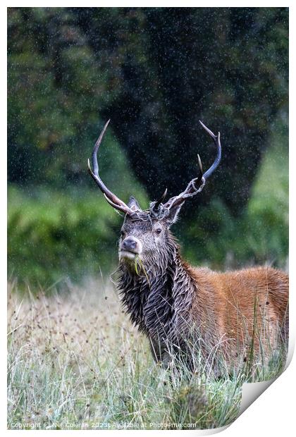 A deer standing in tall grass Print by Neil Coleran
