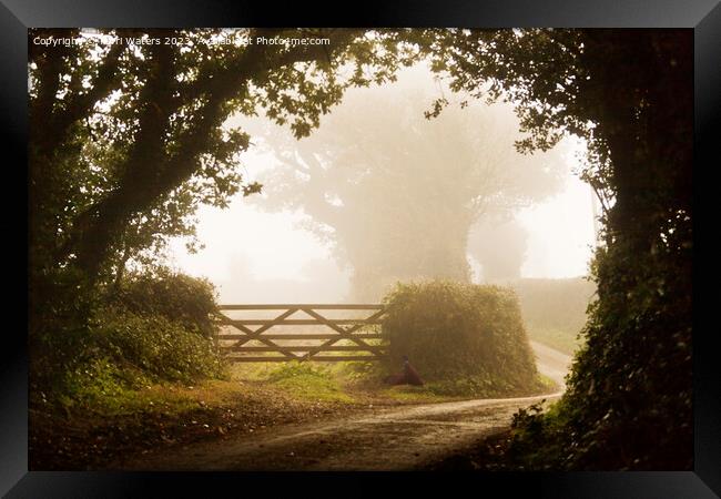 Misty Morning in the Country Framed Print by Terri Waters