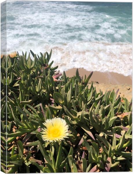 Yellow succulent flower with waves in the background Canvas Print by Lensw0rld 